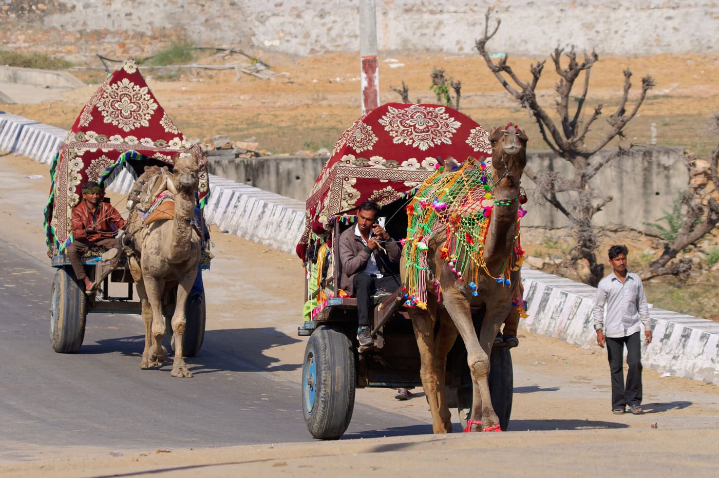 Kamelkarren auf einem Sandweg am Rand von Pushkar